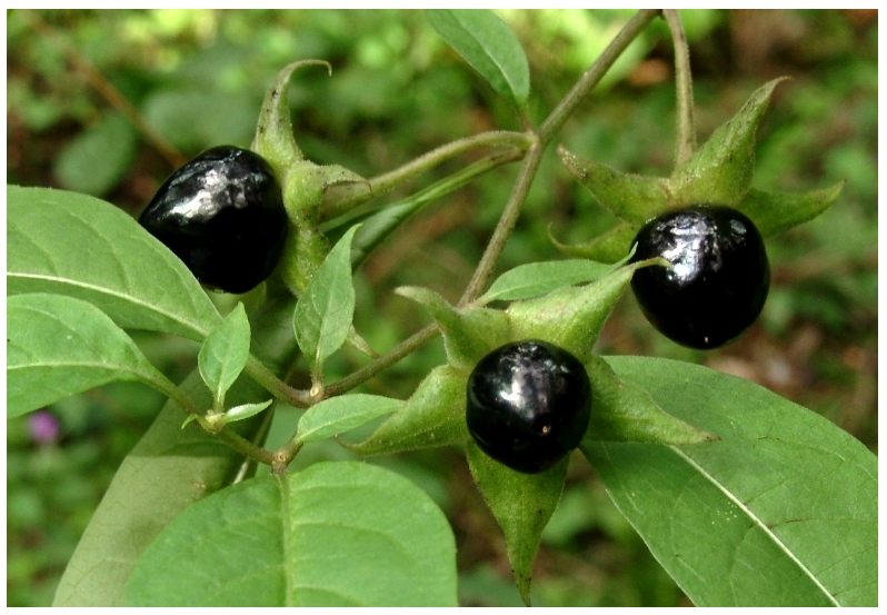 atropa belladonna