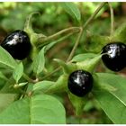 atropa belladonna