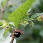 Atropa belladonna; die Schwarze Tollkirsche, Blüte und Beere.