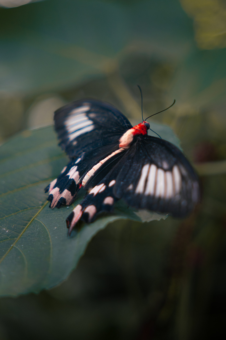 Atrophaneura semperi