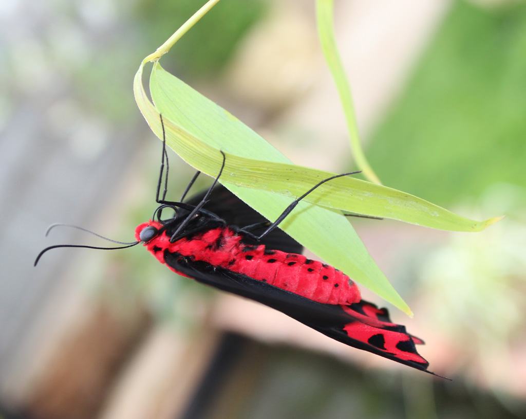   Atrophaneura semperi 