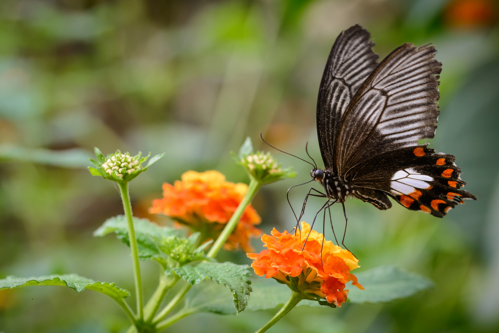 Atrophaneura semperi 