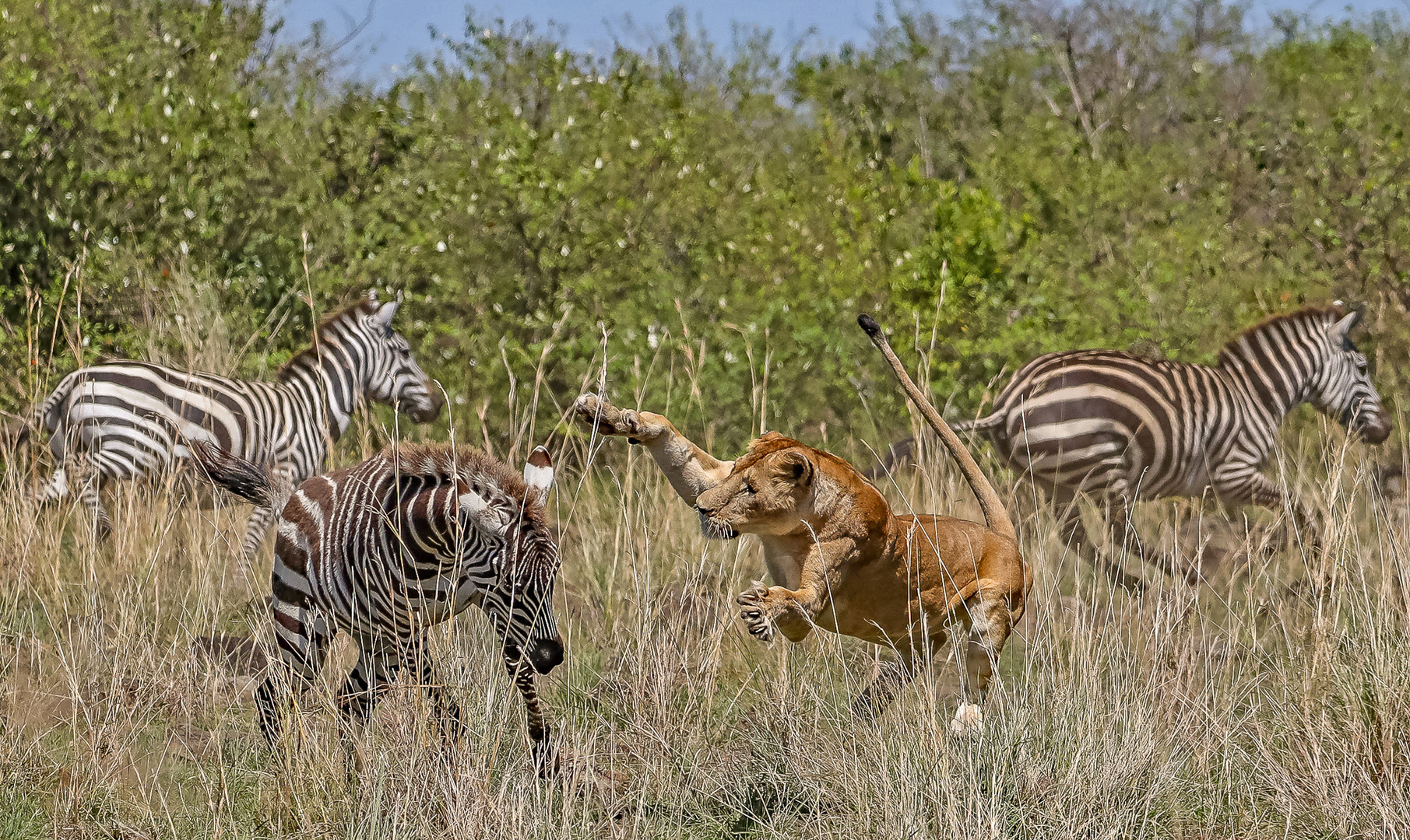 Attack from Lioness