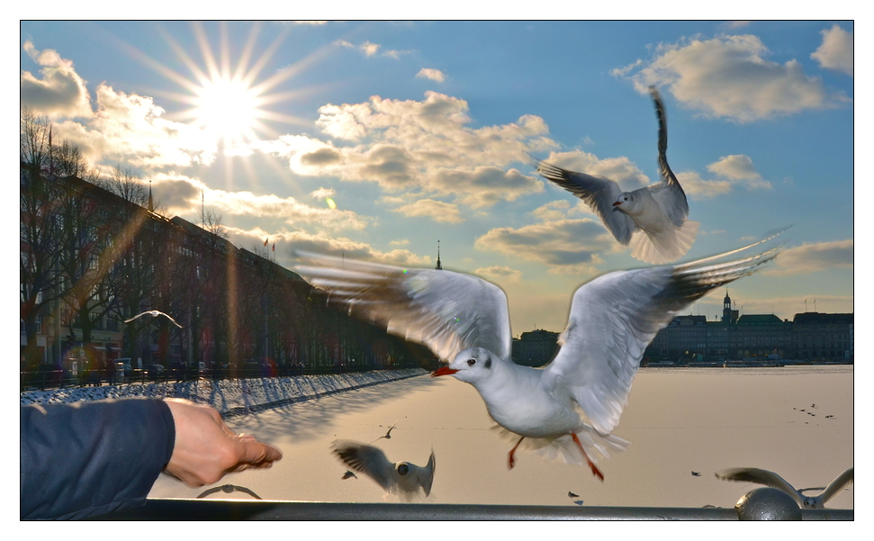 Attack Of The Hanseatic Seagull
