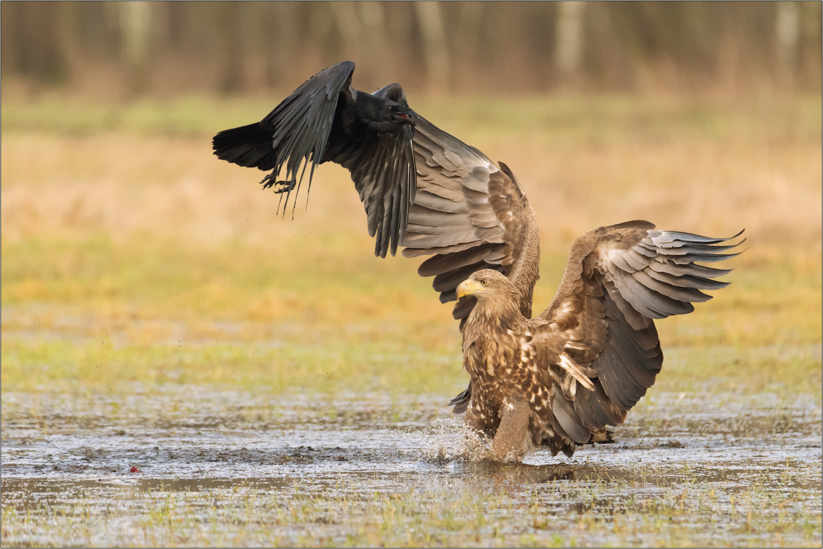 Attacke! Foto & Bild tiere, wildlife, wildlife luderfutterplätze