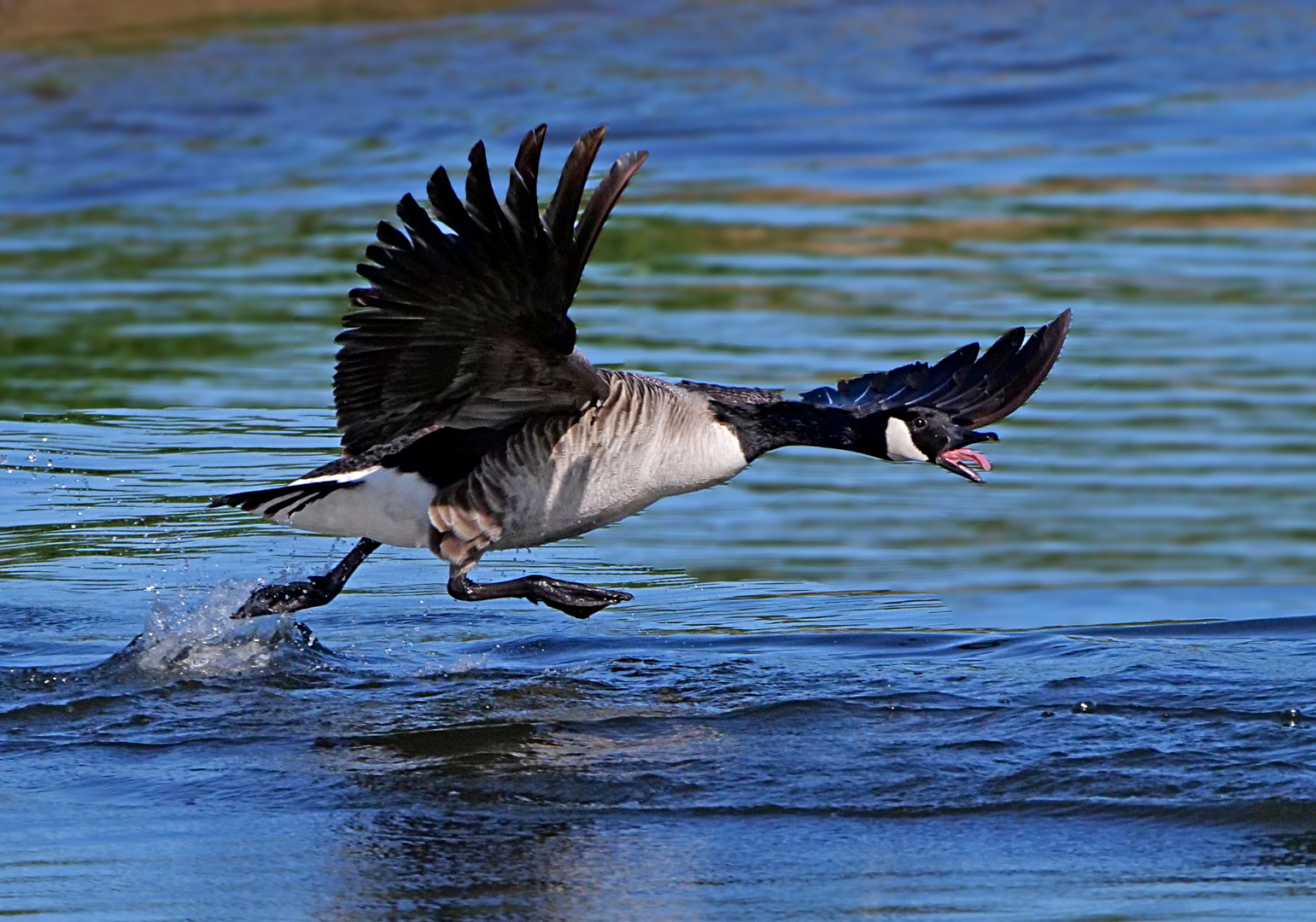 Attacke Foto & Bild tiere, wildlife, wild lebende vögel Bilder auf