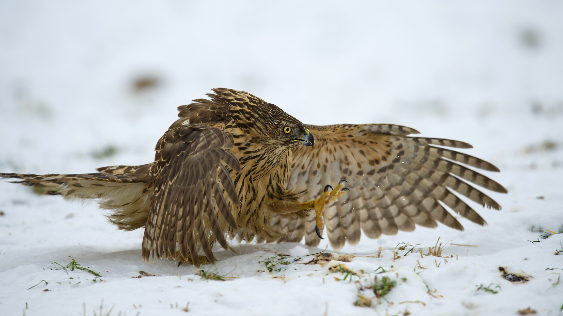 Attacke Foto & Bild fotos, nikon, world Bilder auf