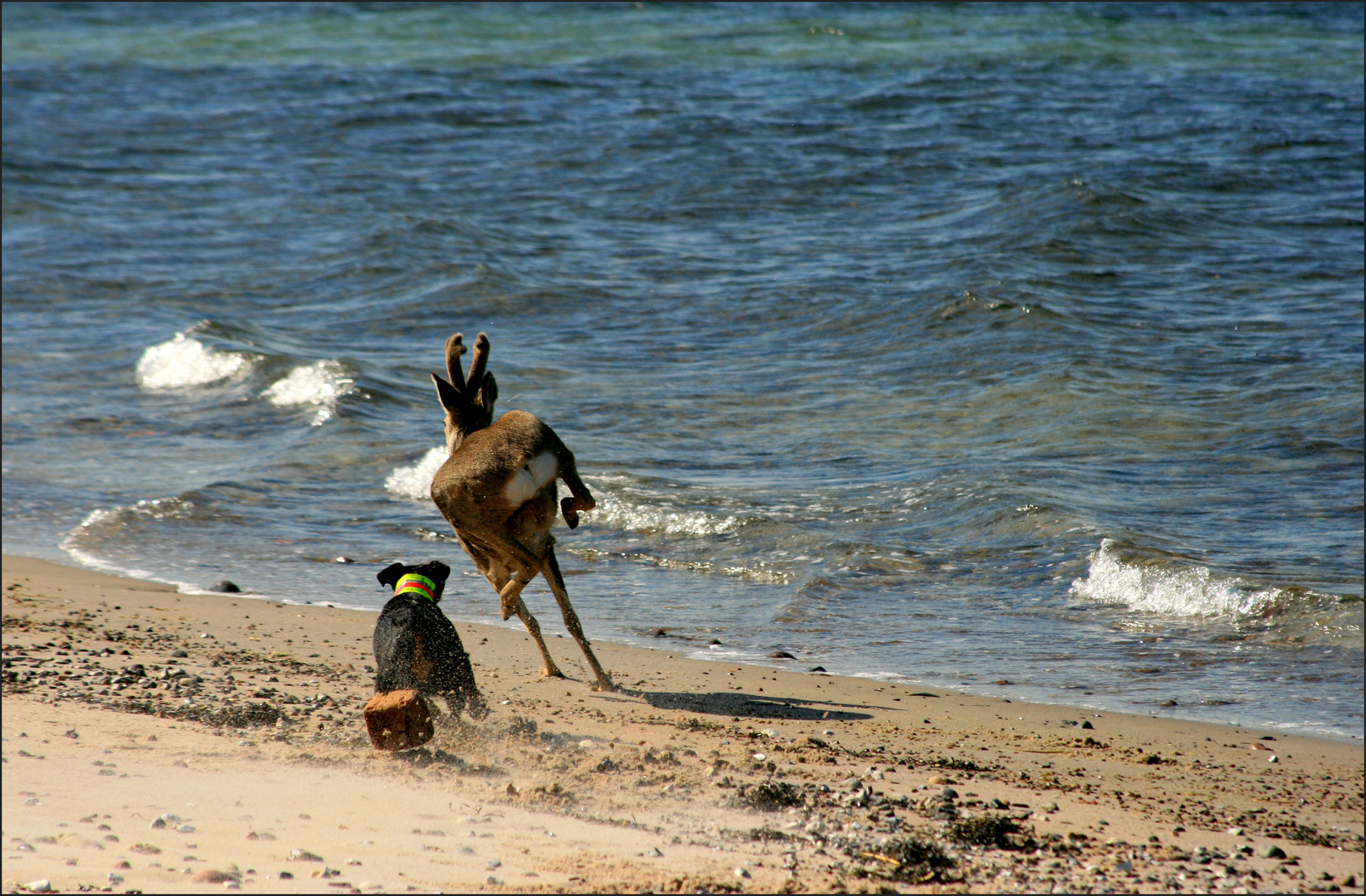 Attacke Foto & Bild wustrow Bilder auf