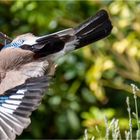 Attacke auf das Vogelhaus  .....