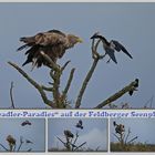 Attacke auf den Seeadler