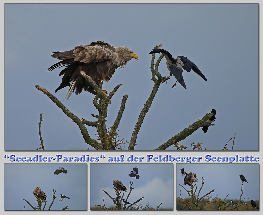 Attacke auf den Seeadler