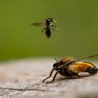 Attacke auf die gelbe Mordfliege