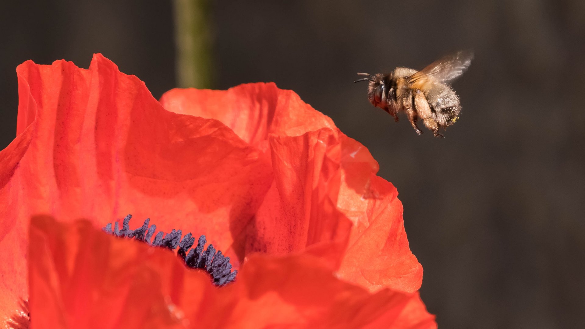 Attacke auf Klatschmohn