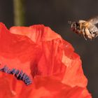 Attacke auf Klatschmohn