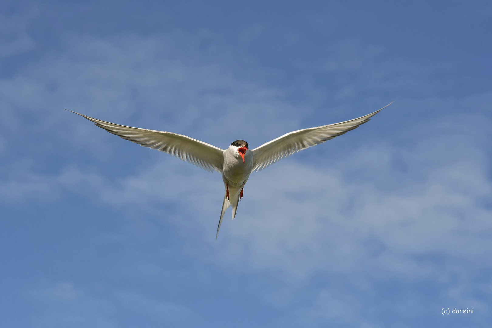 Attacke der Küstenseeschwalbe