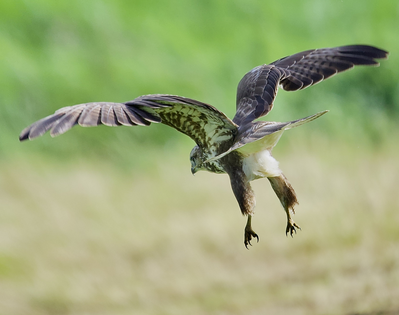 Attacke, die Jagd beginnt!......