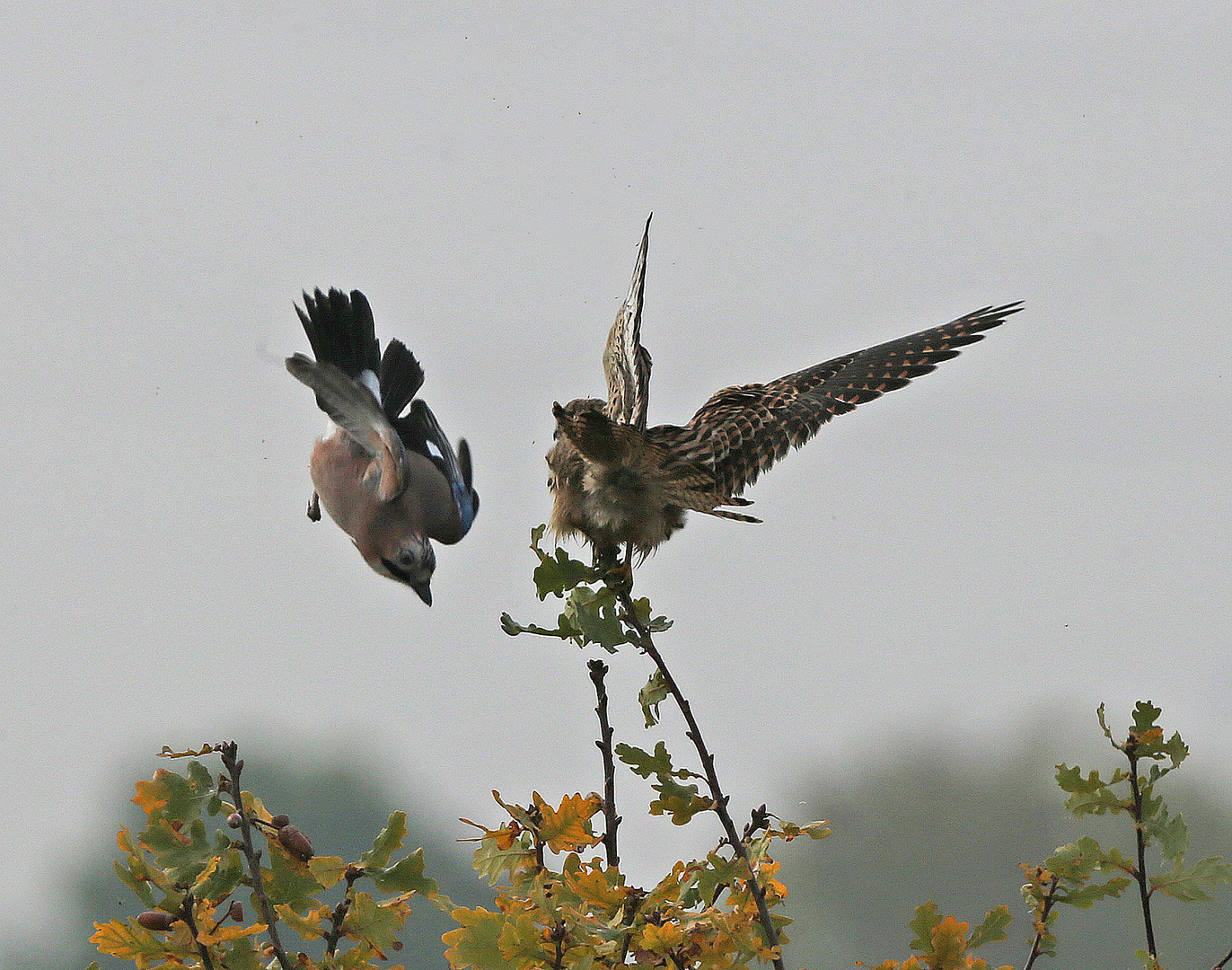 Attacke, Eichelhäher / Falke