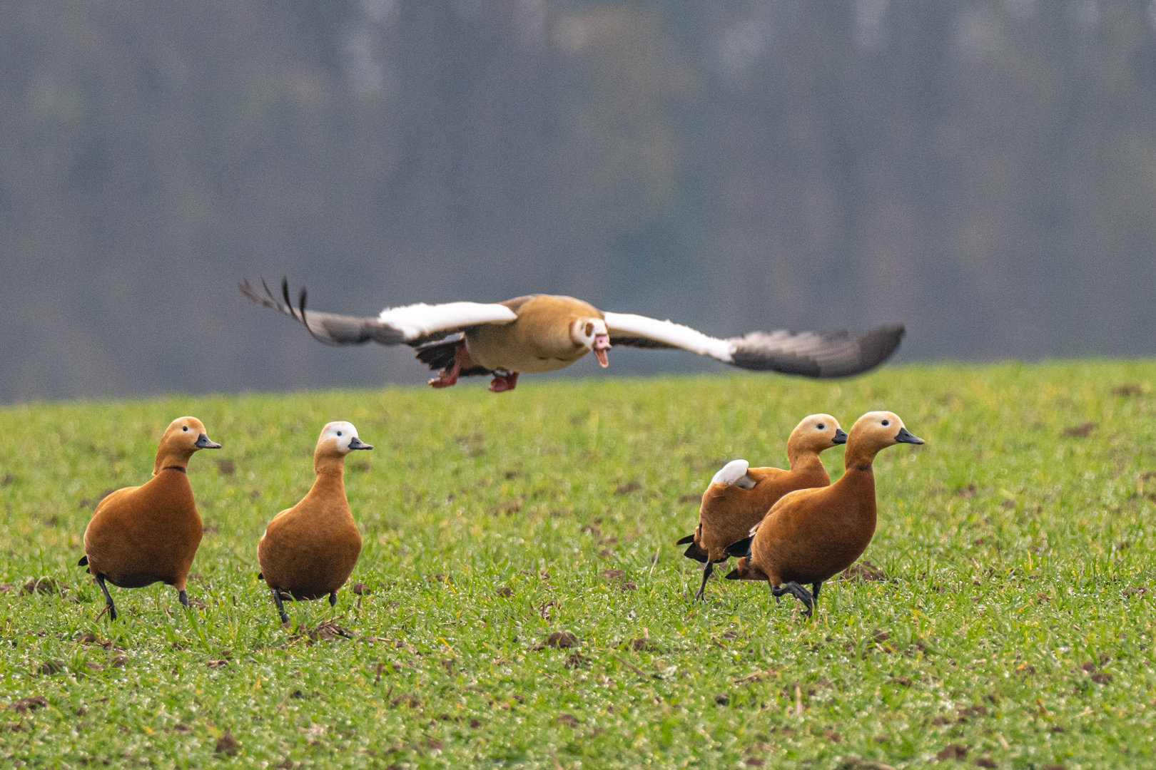 Attacke einer Nilgans auf Rostgänse