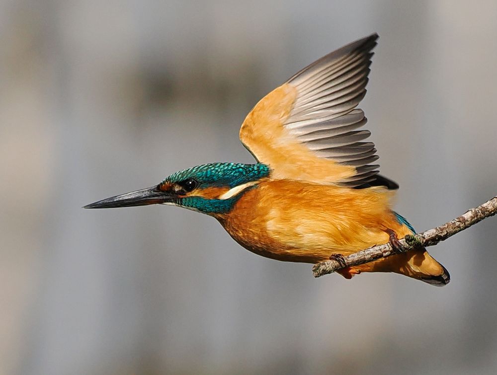 Attacke... Foto & Bild tiere, wildlife, wild lebende vögel Bilder auf