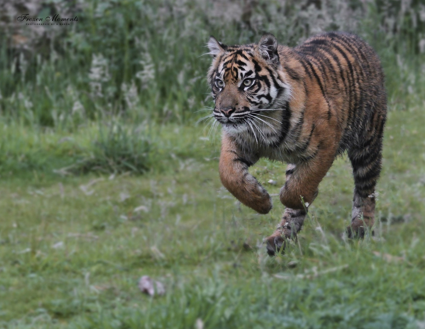 ATTACKE Foto & Bild natur, katzen, zoo Bilder auf