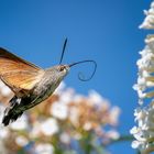 Attacke, fliegendes Taubenschwänzchen