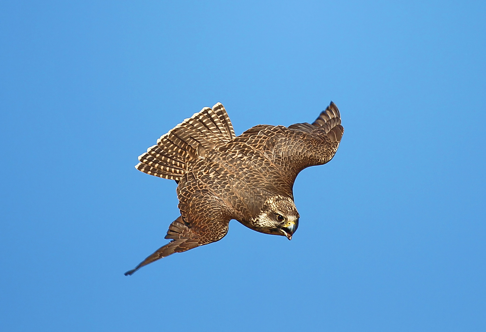 Attacke! Raubvogel im Anflug!