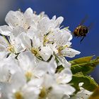 Attacke, rein in den Pollen