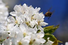 Attacke, rein in den Pollen