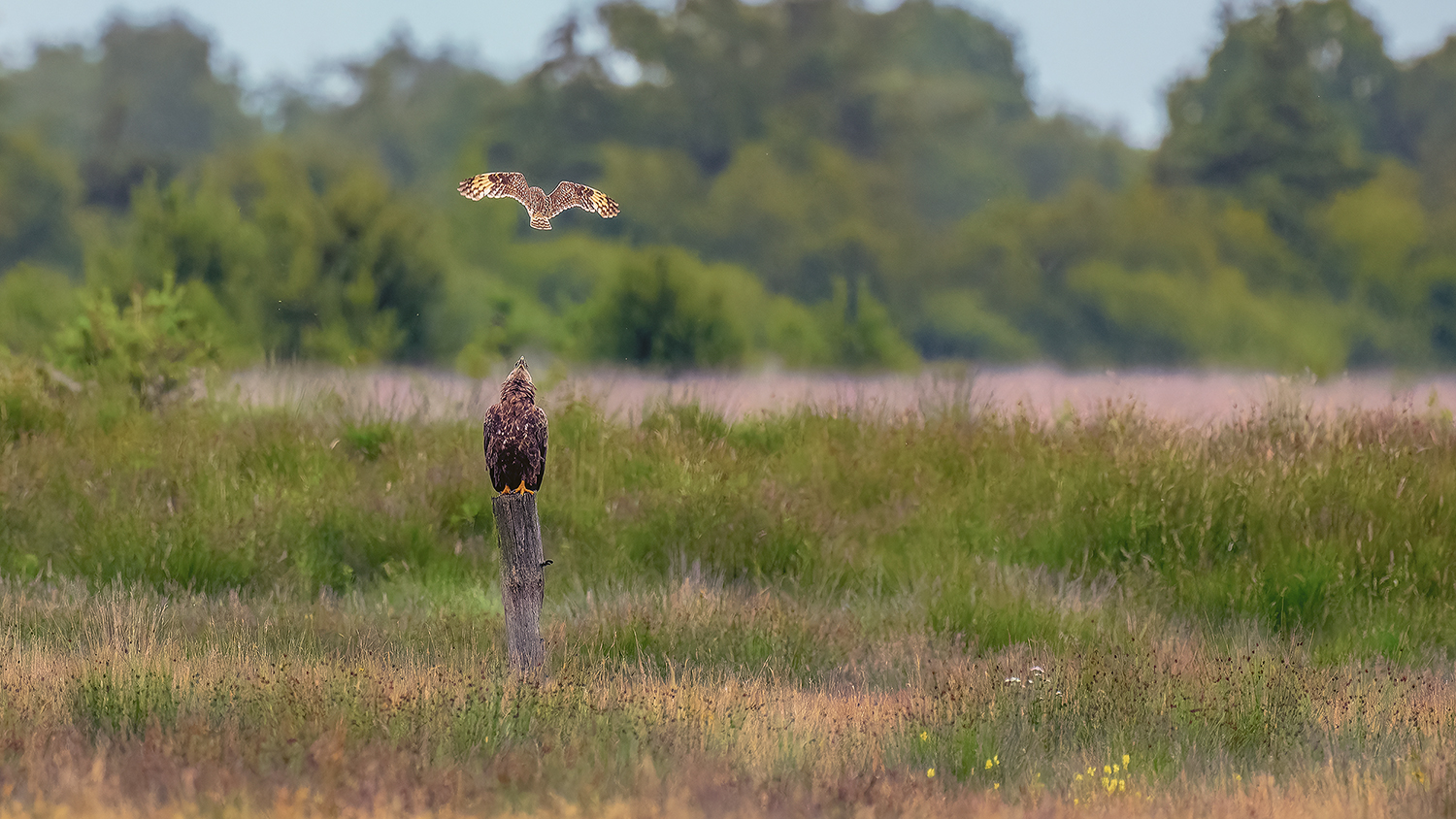 Attacke: Sumpfohreule vs. Seeadler