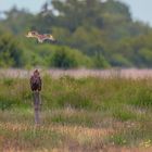 Attacke: Sumpfohreule vs. Seeadler