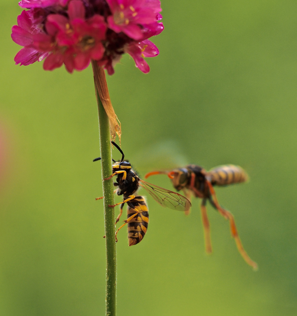 Attacke von rechts