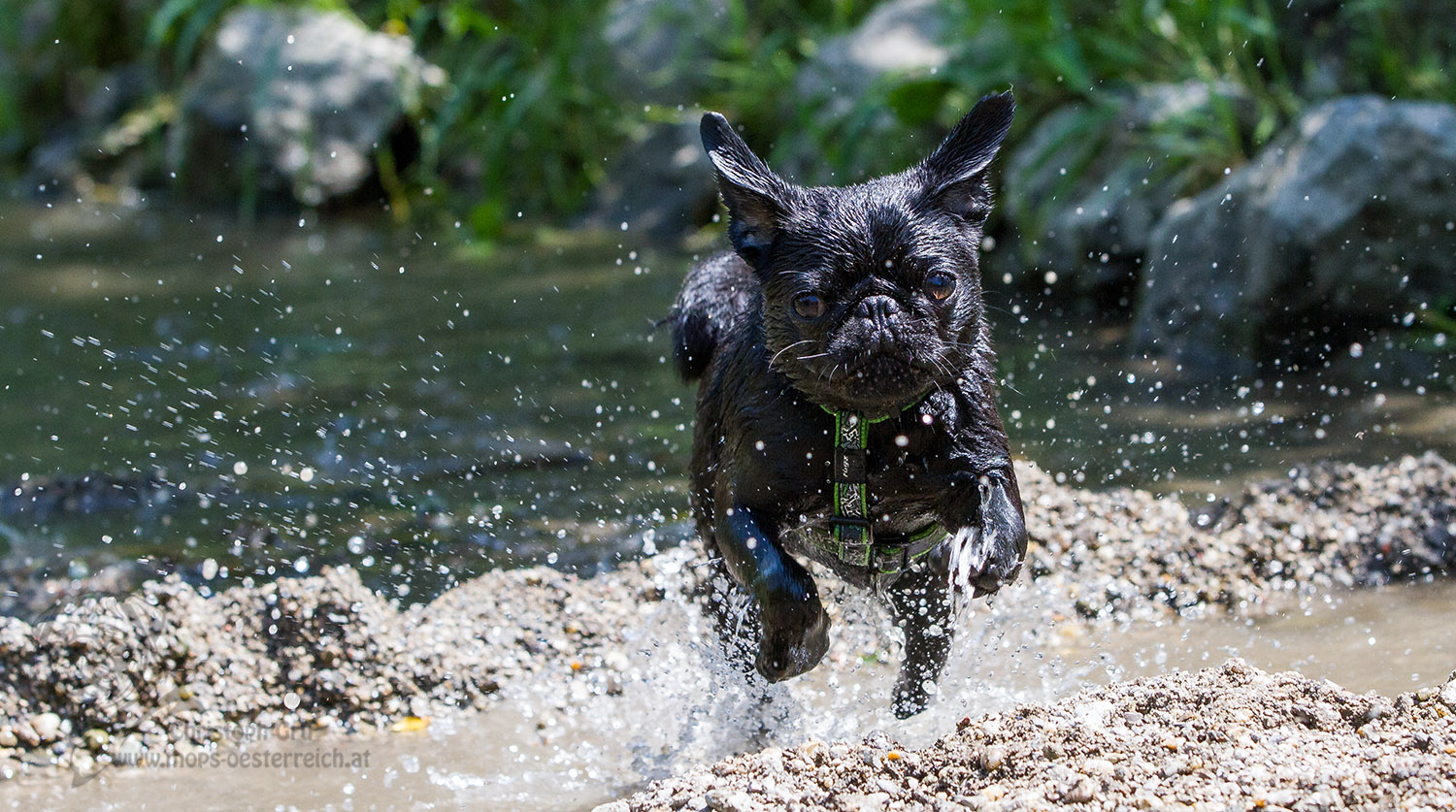 Attacke - Wasserspiele