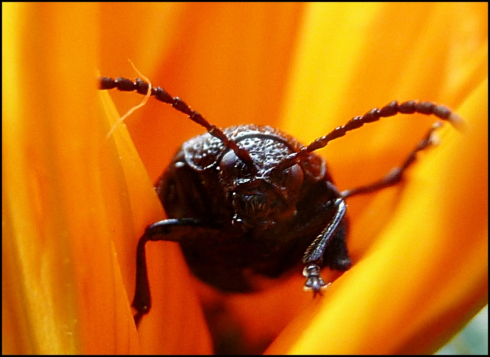 Attacke,ich beiss den Fotografen..!