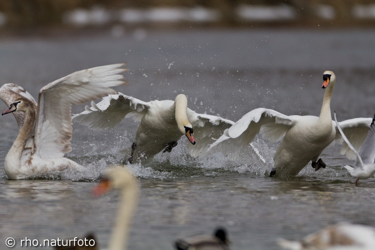 Attackierender Schwan