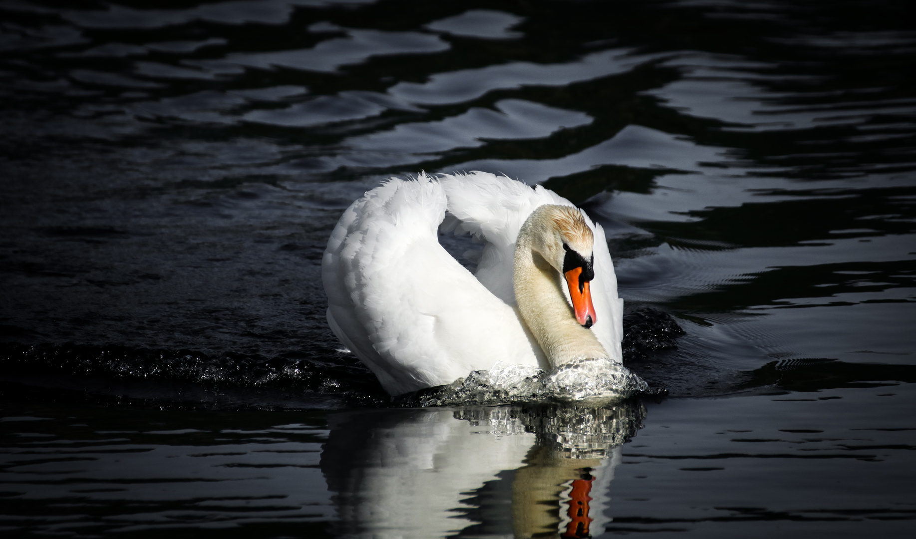 Attacking swan