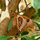 Attacus Atlas