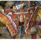 Attacus Atlas...