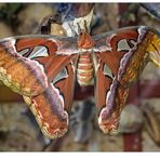 Attacus Atlas...