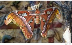 Attacus Atlas...