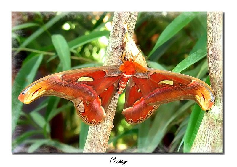 Attacus atlas