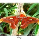 Attacus atlas