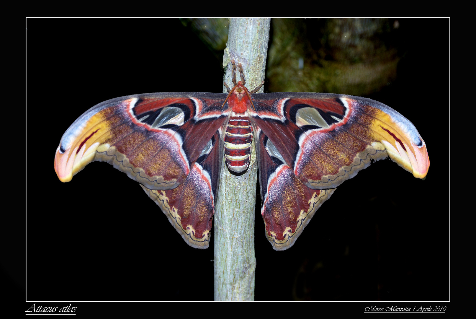 Attacus atlas