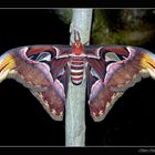 Attacus atlas