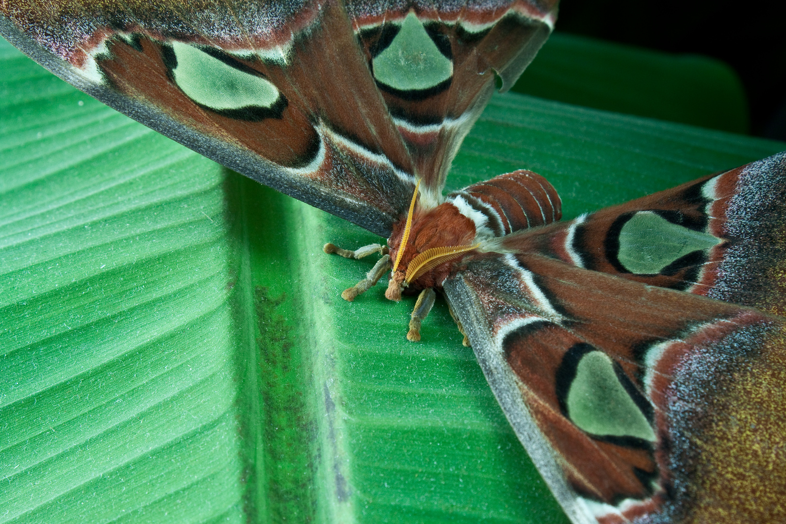 Attacus Atlas 2 Foto & Bild tiere, schmetterling, falter Bilder auf