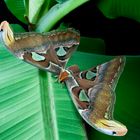 Attacus Atlas