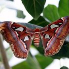 Attacus Atlas