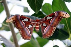 Attacus Atlas