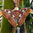 Attacus atlas