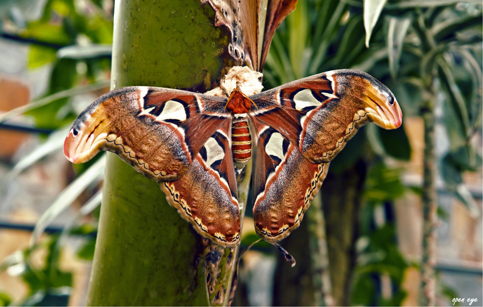 Attacus atlas