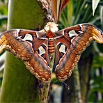 Attacus atlas